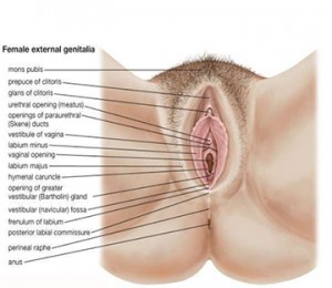 anatomy-of-female-genital-tract-4-638